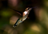 _MG_6470 centered zoom overlay not bird (1)