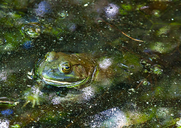 _MG_4510unsat