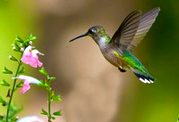 _MG_249zoom8