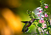 _MG_2542 sup b